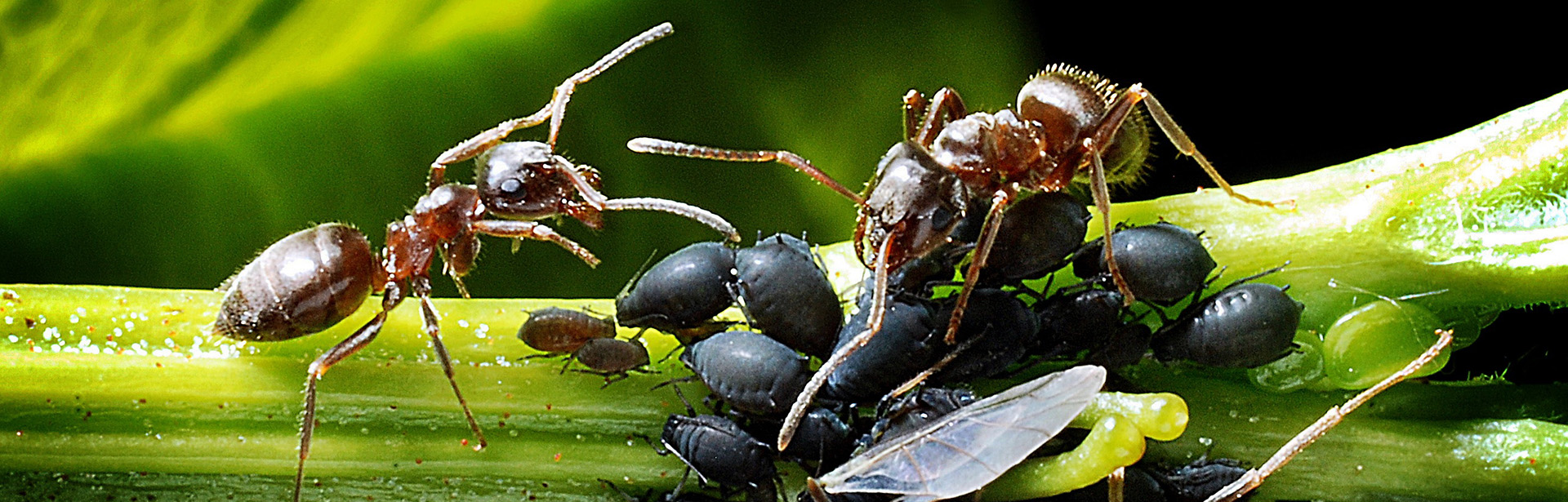 image-bandeau-interne-desinsectisation-fourmis