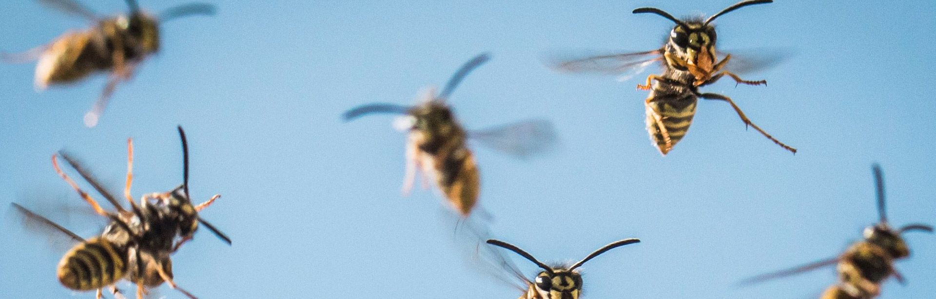 image-bandeau-interne-insectes-volants