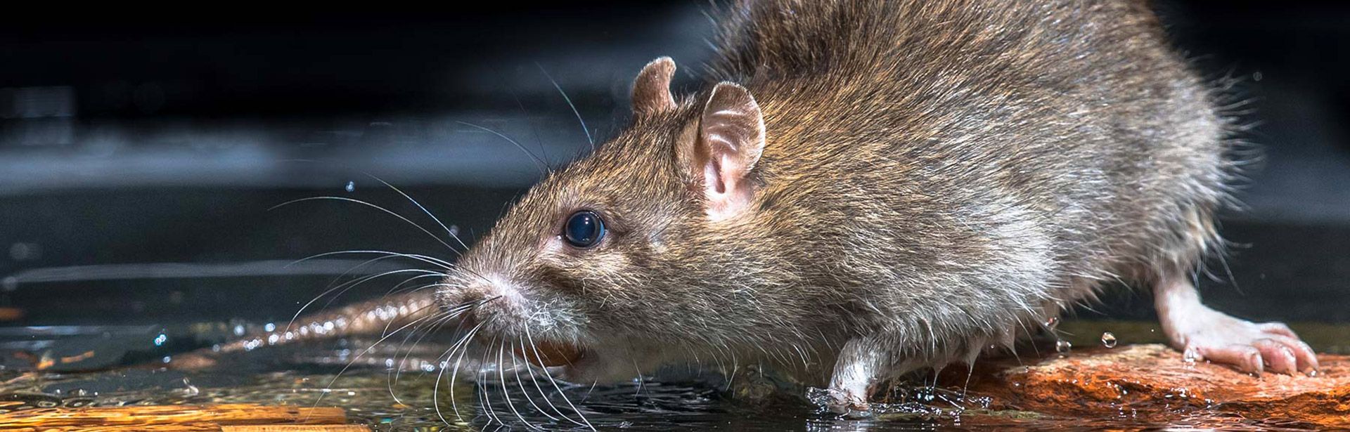 Dératisation Souris en Corse à Bastia et Ajaccio