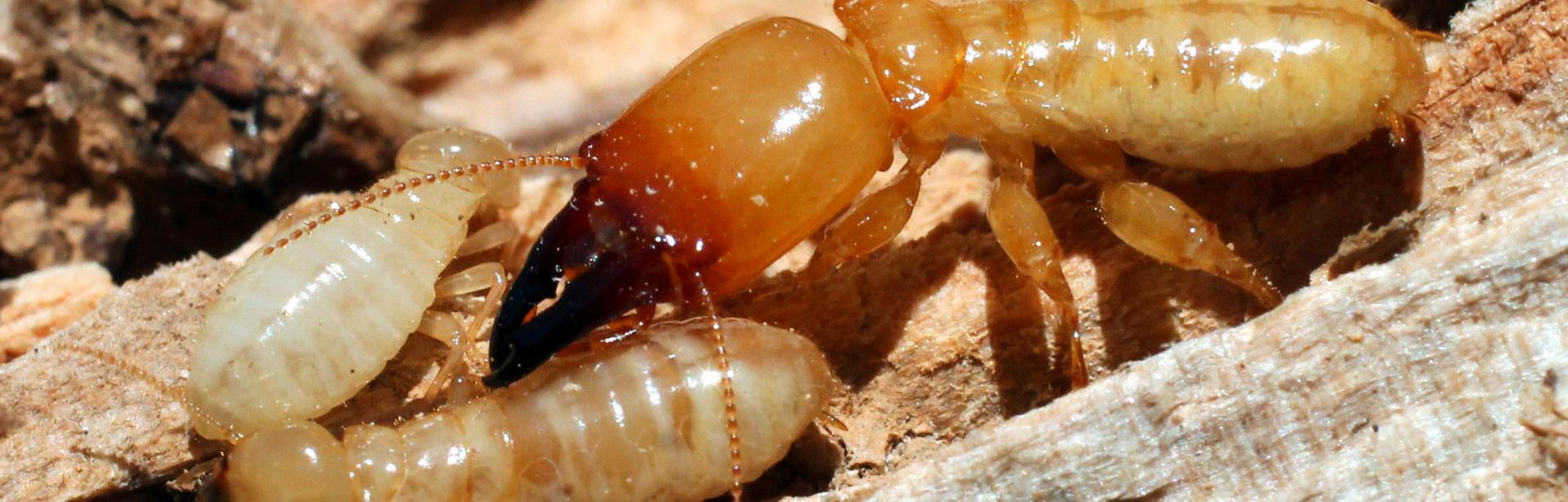 image-bandeau-interne-termites